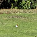 대전 Par3 골프클럽 이미지