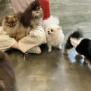 메르시몽프레 포메분양&애견카페 이미지