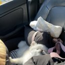 안동동물의료센터 이미지