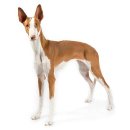 하운드펫 이미지