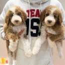 럽댕 강아지분양 | 대구에서 스탠다들푸들 확실한 곳! 대구푸들 &lt;대구강아지 럽댕&gt; 후기