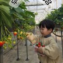 가람할인마트 | 부산 아기랑 갈만한곳 실외 실내 체험 | 강서구 딸기 체험농장 두루팜 후기