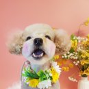 땡큐멍냥 이미지