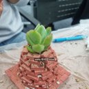 반려식물(홈가드닝) 이미지