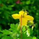 애기똥풀 이미지