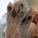 101 애견미용 | 형곡애견미용 몽클라우드 다녀온 구미애견미용 후기 송정애견미용 추천