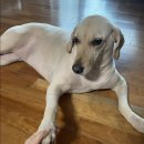 개폼난다 이미지