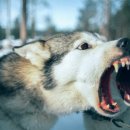 행복한강아지 이미지