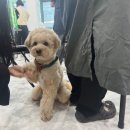 춘천애견미용학원 이미지