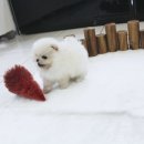 강아지 분양 프러포즈펫 | 믿음직한 을지로강아지분양: 요미펫 방문 후기