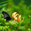 자연의 품 이미지