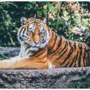 한국유전자연구소 이미지