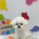 쁘띠앤독 이미지