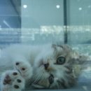 부산고양이 분양 도로시펫 네이버블로그