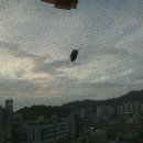 매밍