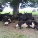 소떼농장 이미지