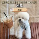 퍼펫 애견카페 | 제주 애견동반 카페 시도, 리뉴얼 전 다녀온 후기 및 대형견 펫존 등 최신 변경 정보 정리