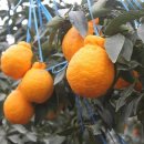 최인숙 농장 이미지