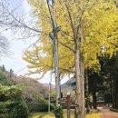 쌍계사 목조석가여래삼존좌상 | 진도여행 가볼 만한 곳 '첨찰산 쌍계사'