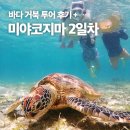 거북 | [미야코지마 여행] 2일차 바다거북투어 후기, 유키시오, 미야코 맛집, 오션뷰 카페 추천
