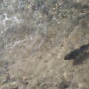 자원부화장 이미지