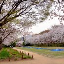 인천대공원 벚꽃 이미지