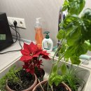 위즈디아 | 아부다비 여행, 위즈 에어 저가항공 후기, Wizz Air, 쉐라톤 칼리디아 호텔, Sheraton Khalidiya Hotel...