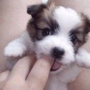 멍,멍# 이미지