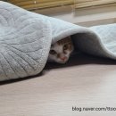 외동마님 이미지