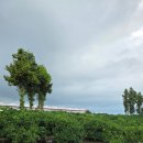 하례광장로 이미지