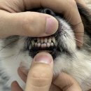 유일동물병원(산업동물에 대한 출장진료를 전문으로 함.) | 24시 송도 오케이 동물의료센터에서 강아지 혈액검사 후기