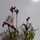카라 프로즌퀸과 일반종 이미지