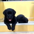 네발로 코리아 이미지