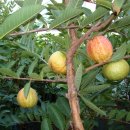 기현농장 이미지