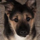 고냥이네 이미지