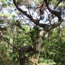 단촌 구계 고운사 진입로 | 갈라지맥3구간(점곡고개-기룡산 분기점-문필봉-갈라산-326.5m봉-놉실로-35번 국도(충효로)-300.9m삼각...