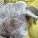 아산아이윌24시동물메디컬센터 네이버블로그