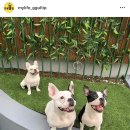 루프앤독 이미지