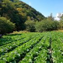 홍천산꼴배추로 쌈.된장국.무침해 드세요.(생배추주문 받습니다) 이미지