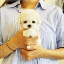 퍼피로그 강아지분양 창원점 이미지