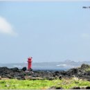 문주란 자생지 이미지