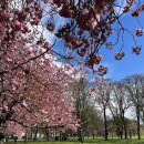 벚꽃 놀이 in Edinburgh 이미지