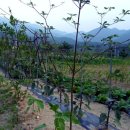 장승나라 소도 이미지