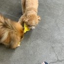 해피독 트레이닝스쿨 이미지