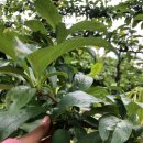 남기농장 이미지