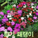 꽃씨플라워