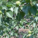 청운농장 이미지