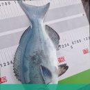 스토리피싱 네이버블로그