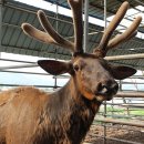 설화사슴목장 이미지