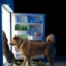 강북24시 N동물의료센터 이미지